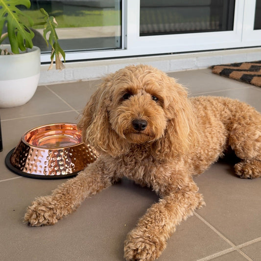 Handmade Pure Copper Pet Bowl – Premium Hammered Dog & Cat Feeding Bowl | Purely Copper